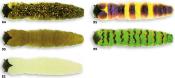 LEURRE SOUPLE  MOLIX CAIMANO WORM 1.5